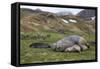 Male and female Elephant seals. Grytviken. South Georgia Islands.-Tom Norring-Framed Stretched Canvas