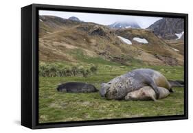 Male and female Elephant seals. Grytviken. South Georgia Islands.-Tom Norring-Framed Stretched Canvas