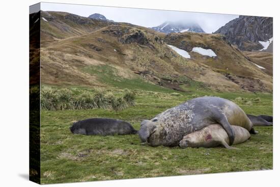 Male and female Elephant seals. Grytviken. South Georgia Islands.-Tom Norring-Stretched Canvas