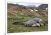 Male and female Elephant seals. Grytviken. South Georgia Islands.-Tom Norring-Framed Photographic Print