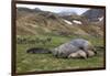 Male and female Elephant seals. Grytviken. South Georgia Islands.-Tom Norring-Framed Photographic Print