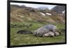 Male and female Elephant seals. Grytviken. South Georgia Islands.-Tom Norring-Framed Photographic Print