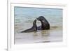 Male and female Galapagos sea lions, San Cristobal Island, Galapagos Islands, Ecuador.-Adam Jones-Framed Photographic Print