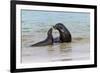 Male and female Galapagos sea lions, San Cristobal Island, Galapagos Islands, Ecuador.-Adam Jones-Framed Photographic Print