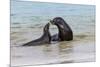 Male and female Galapagos sea lions, San Cristobal Island, Galapagos Islands, Ecuador.-Adam Jones-Mounted Photographic Print