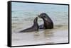 Male and female Galapagos sea lions, San Cristobal Island, Galapagos Islands, Ecuador.-Adam Jones-Framed Stretched Canvas