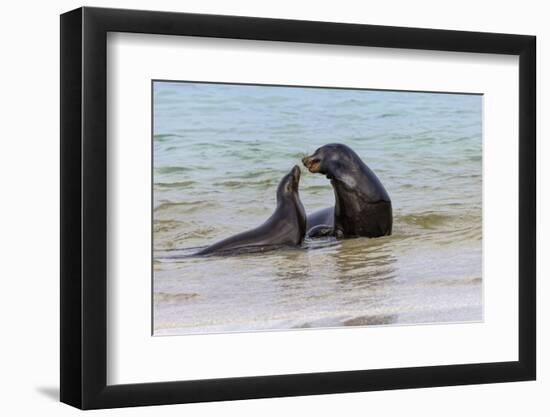 Male and female Galapagos sea lions, San Cristobal Island, Galapagos Islands, Ecuador.-Adam Jones-Framed Photographic Print