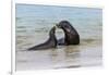 Male and female Galapagos sea lions, San Cristobal Island, Galapagos Islands, Ecuador.-Adam Jones-Framed Premium Photographic Print