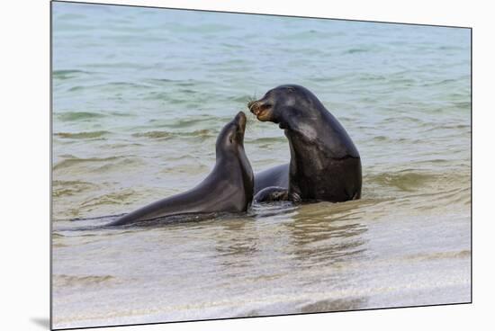 Male and female Galapagos sea lions, San Cristobal Island, Galapagos Islands, Ecuador.-Adam Jones-Mounted Premium Photographic Print