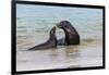 Male and female Galapagos sea lions, San Cristobal Island, Galapagos Islands, Ecuador.-Adam Jones-Framed Premium Photographic Print