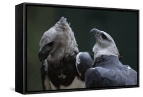 Male and Female Harpy Eagles-W. Perry Conway-Framed Stretched Canvas