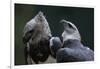 Male and Female Harpy Eagles-W. Perry Conway-Framed Photographic Print