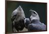 Male and Female Harpy Eagles-W. Perry Conway-Framed Photographic Print