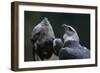 Male and Female Harpy Eagles-W. Perry Conway-Framed Photographic Print