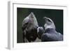 Male and Female Harpy Eagles-W. Perry Conway-Framed Photographic Print