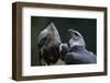 Male and Female Harpy Eagles-W. Perry Conway-Framed Photographic Print