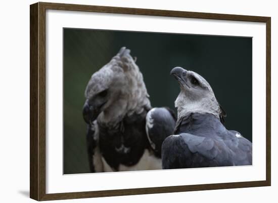 Male and Female Harpy Eagles-W. Perry Conway-Framed Photographic Print