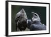 Male and Female Harpy Eagles-W. Perry Conway-Framed Photographic Print