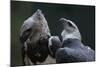 Male and Female Harpy Eagles-W. Perry Conway-Mounted Photographic Print