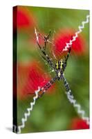 Male and Female Hawaiian Shadow Spider-Darrell Gulin-Stretched Canvas