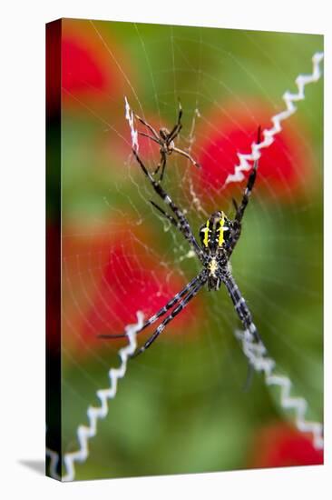 Male and Female Hawaiian Shadow Spider-Darrell Gulin-Stretched Canvas