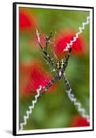 Male and Female Hawaiian Shadow Spider-Darrell Gulin-Framed Premium Photographic Print