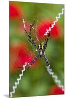 Male and Female Hawaiian Shadow Spider-Darrell Gulin-Mounted Premium Photographic Print