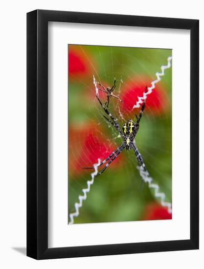 Male and Female Hawaiian Shadow Spider-Darrell Gulin-Framed Photographic Print