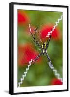 Male and Female Hawaiian Shadow Spider-Darrell Gulin-Framed Photographic Print