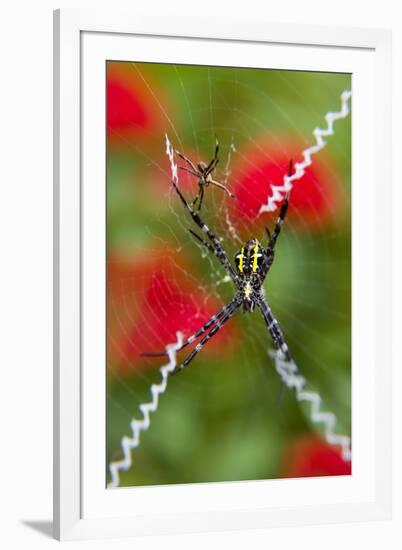 Male and Female Hawaiian Shadow Spider-Darrell Gulin-Framed Photographic Print