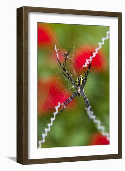 Male and Female Hawaiian Shadow Spider-Darrell Gulin-Framed Photographic Print