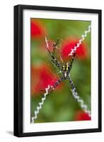 Male and Female Hawaiian Shadow Spider-Darrell Gulin-Framed Photographic Print