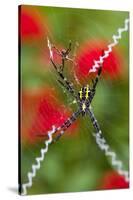 Male and Female Hawaiian Shadow Spider-Darrell Gulin-Stretched Canvas