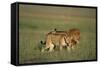 Male and Female Lion in Grass-Paul Souders-Framed Stretched Canvas