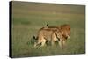 Male and Female Lion in Grass-Paul Souders-Stretched Canvas