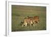 Male and Female Lion in Grass-Paul Souders-Framed Photographic Print