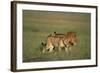 Male and Female Lion in Grass-Paul Souders-Framed Photographic Print