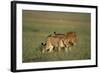 Male and Female Lion in Grass-Paul Souders-Framed Photographic Print