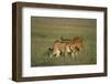 Male and Female Lion in Grass-Paul Souders-Framed Photographic Print