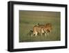 Male and Female Lion in Grass-Paul Souders-Framed Photographic Print