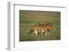 Male and Female Lion in Grass-Paul Souders-Framed Photographic Print