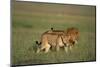 Male and Female Lion in Grass-Paul Souders-Mounted Photographic Print
