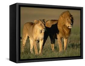 Male and Female Lion-Paul Souders-Framed Stretched Canvas