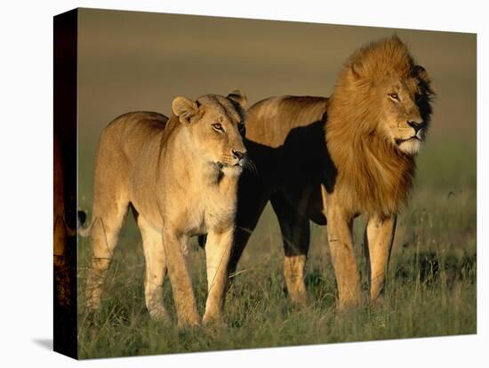 Male and Female Lion-Paul Souders-Stretched Canvas