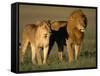 Male and Female Lion-Paul Souders-Framed Stretched Canvas