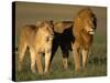 Male and Female Lion-Paul Souders-Stretched Canvas