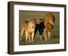 Male and Female Lion-Paul Souders-Framed Premium Photographic Print