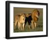 Male and Female Lion-Paul Souders-Framed Premium Photographic Print