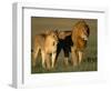 Male and Female Lion-Paul Souders-Framed Premium Photographic Print