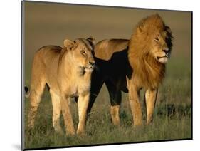 Male and Female Lion-Paul Souders-Mounted Premium Photographic Print